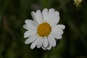 A single white daisy with a yellow center.