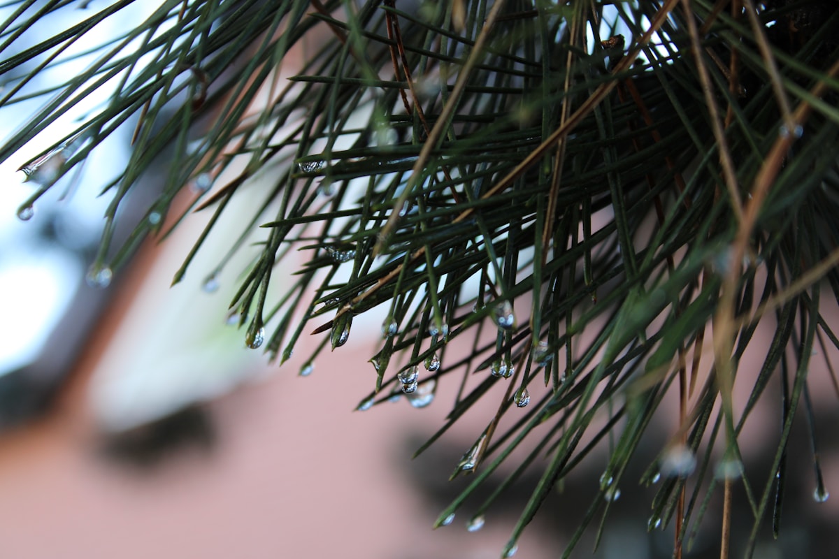 green plant in close up photography