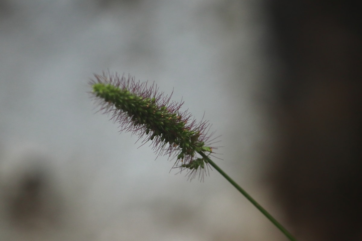 A green plant spike is displayed.