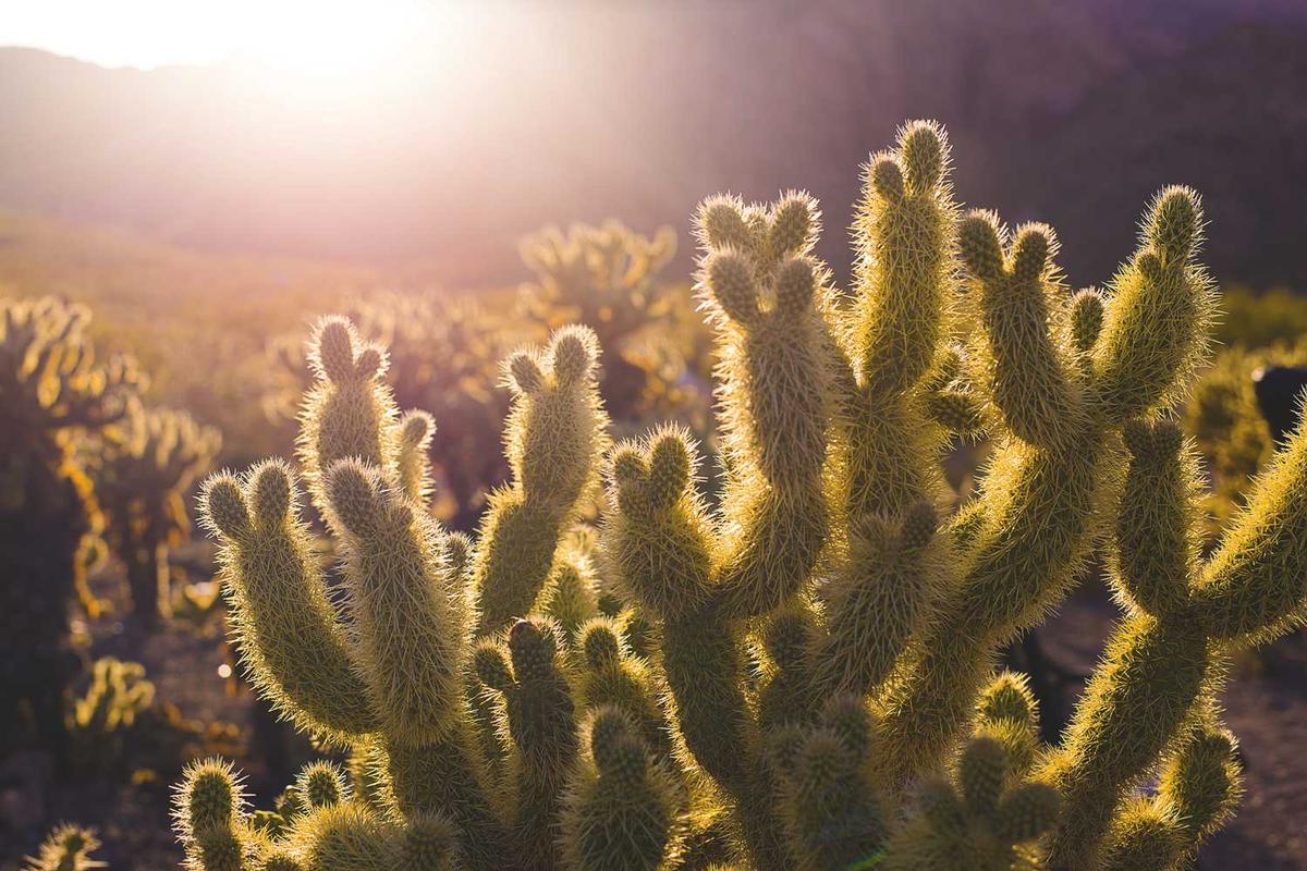 Vibrant, spiky cacti bathed in warm, golden sunlight.